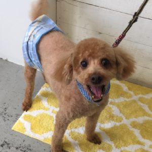 仕上がりトイプー