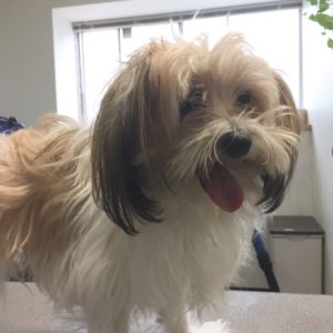 よろしくミックス