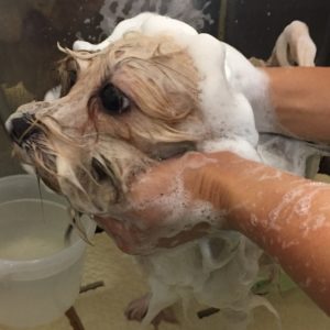 シャンプーミックス