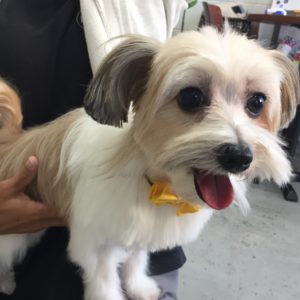 仕上がりミックス