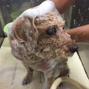 シャンプートイプー