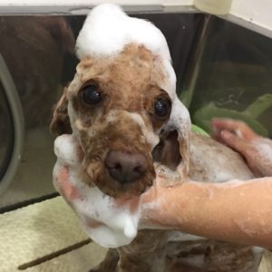 シャンプートイプー