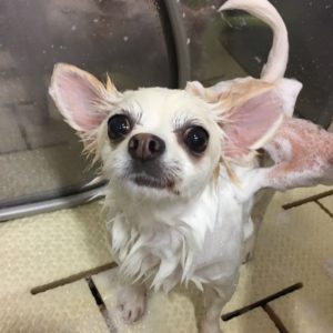 シャンプーチワワ