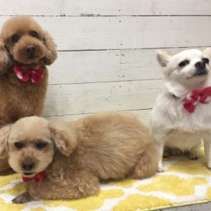 仕上がりトイプー&チワワ