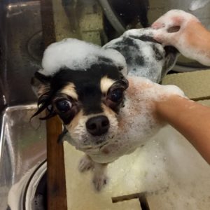 シャンプーチワワ