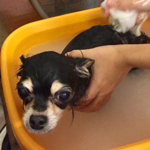 お風呂チワワ