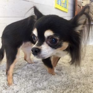 仕上がりチワワ