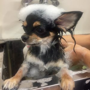 シャンプーチワワ