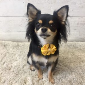 仕上がりチワワ