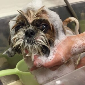 シャンプーシーズー