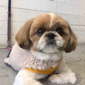 仕上がりシーズー