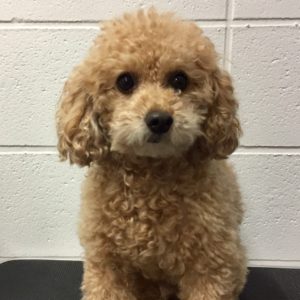 よろしくトイプー