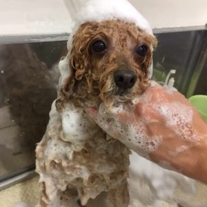 シャンプートイプー