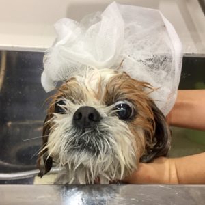 シャンプーシーズー