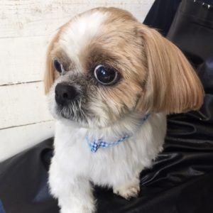 仕上がりシーズー