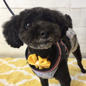 仕上がりトイプー