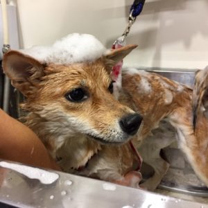 シャンプーしば