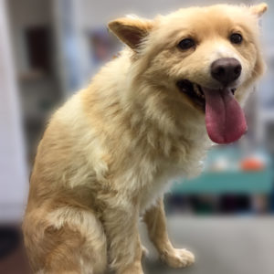 よろしくミックス