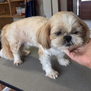 よろしくシーズー