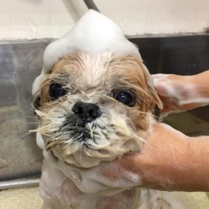 シャンプーシーズー