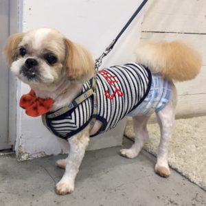 仕上がりシーズー