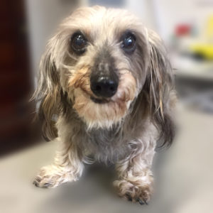 よろしくダックス