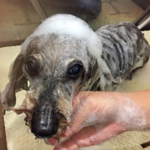 シャンプーダックス