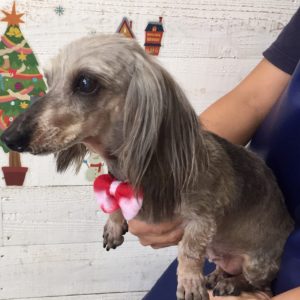 仕上がりダックス