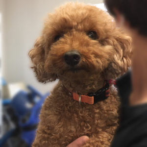 よろしくトイプー