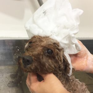 シャンプートイプー