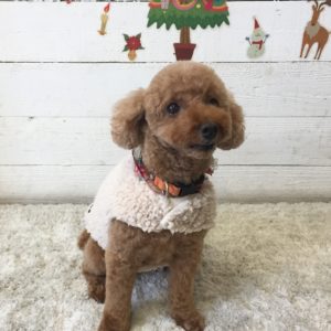 仕上がりトイプー