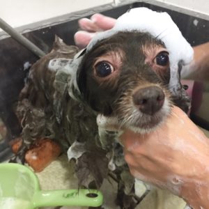 シャンプーミックス