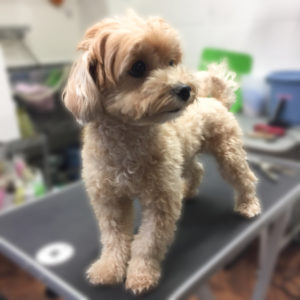 よろしくミックス