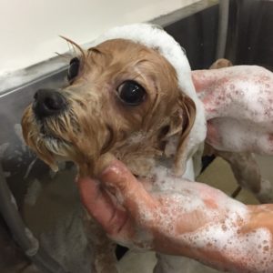 シャンプーミックス