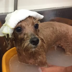 お風呂ミックス