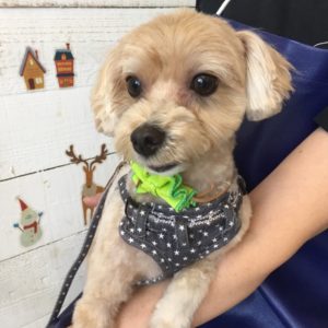 仕上がりミックス