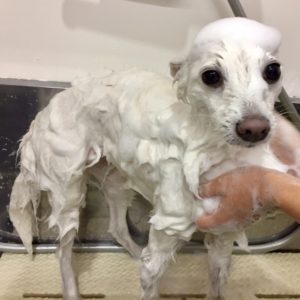 シャンプースピッツ