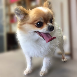 よろしくミックス