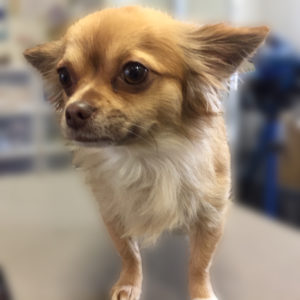 よろしくチワワ