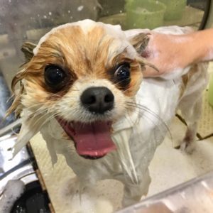 シャンプーミックス