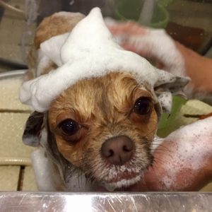 シャンプーチワワ