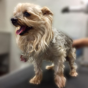 よろしくヨーキー