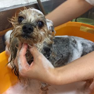 シャンプーヨーキー