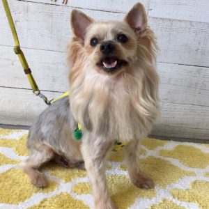 仕上がりヨーキー