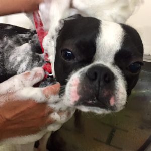 シャンプーボストン