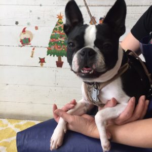 仕上がりボストン