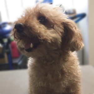 よろしくトイプー