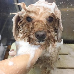 シャンプートイプー