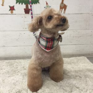 仕上がりトイプー