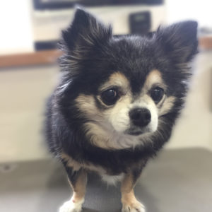 よろしくチワワ